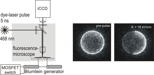 free energy efficiency