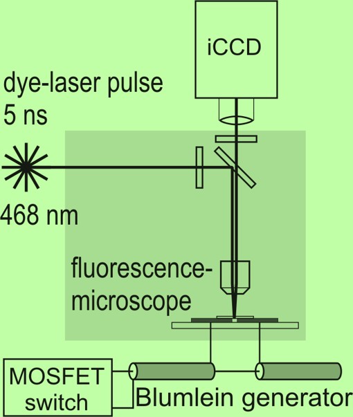 Bioelektrik